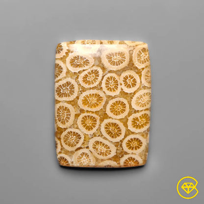 Fossil Coral