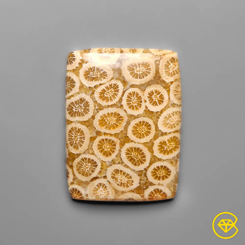 Fossil Coral