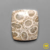 Fossil Coral