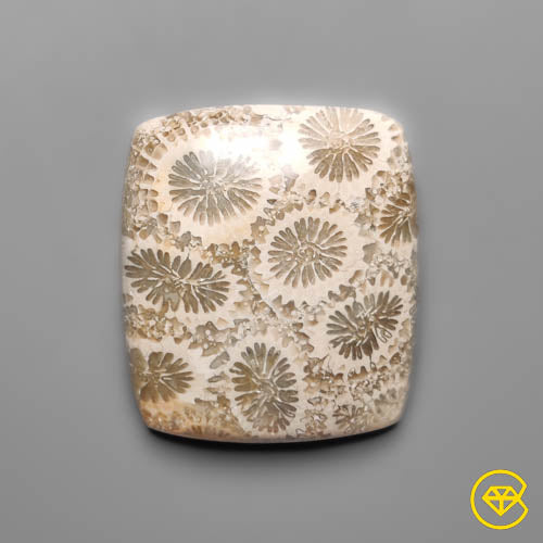 Fossil Coral