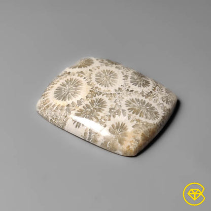 Fossil Coral