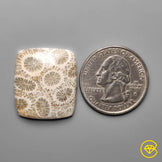Fossil Coral