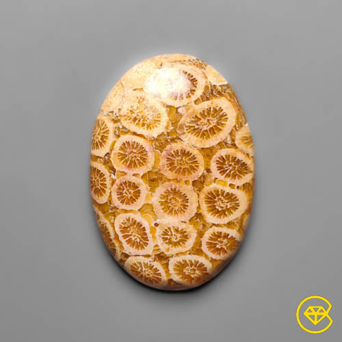 Fossil Coral
