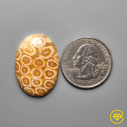 Fossil Coral
