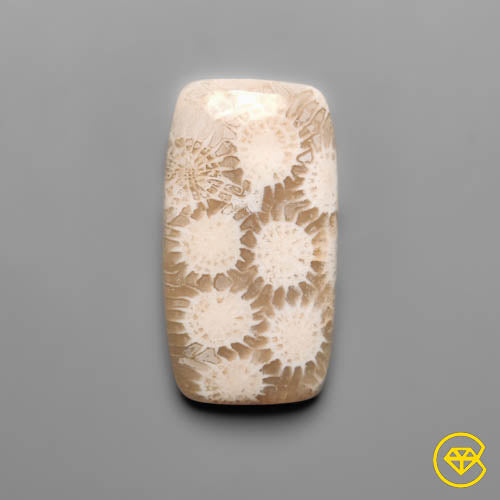 Fossil Coral
