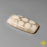 Fossil Coral