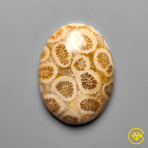 Fossil Coral