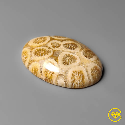 Fossil Coral