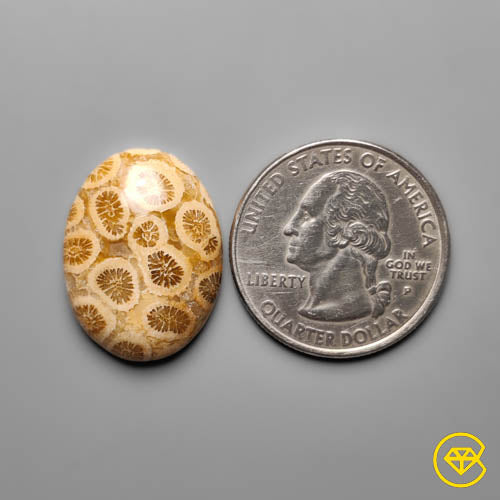 Fossil Coral