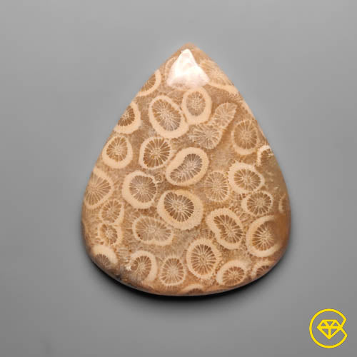 Fossil Coral