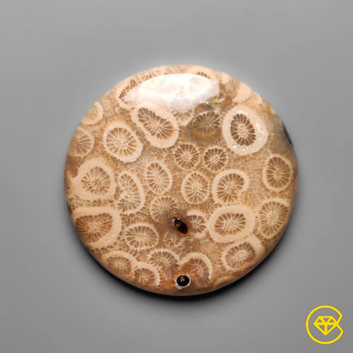 Fossil Coral