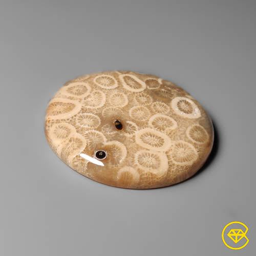 Fossil Coral
