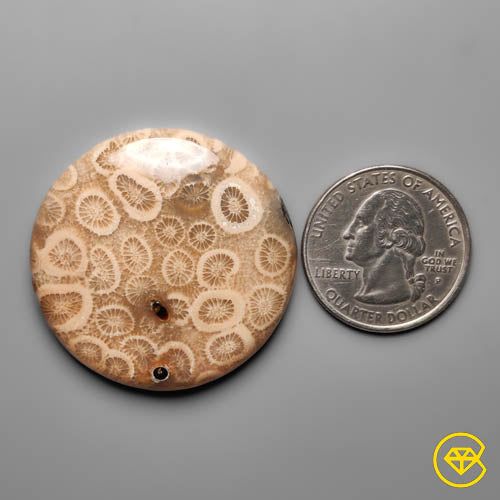 Fossil Coral