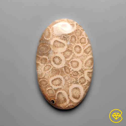 Fossil Coral