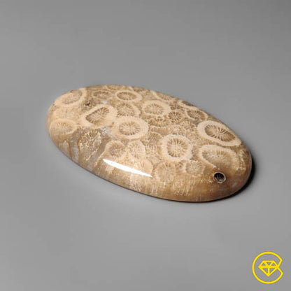 Fossil Coral