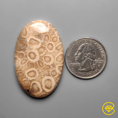 Fossil Coral