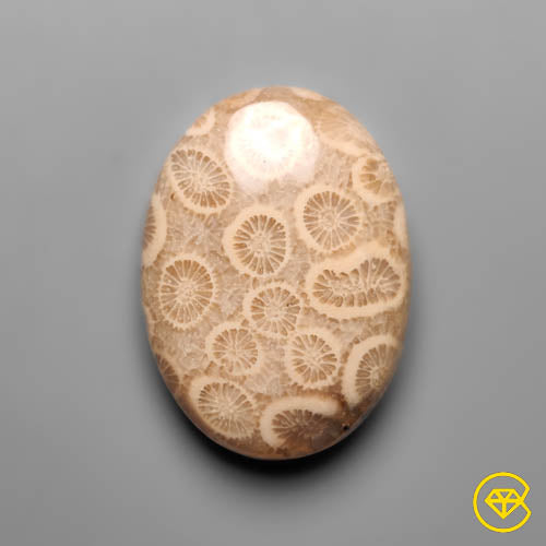 Fossil Coral