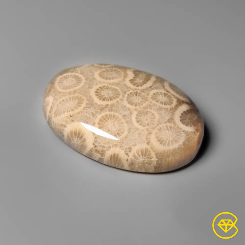 Fossil Coral