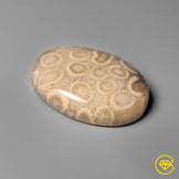 Fossil Coral