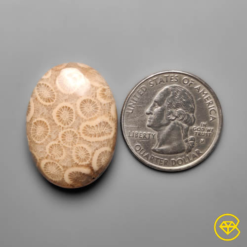 Fossil Coral