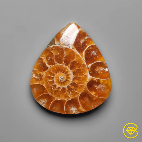 Ammonite