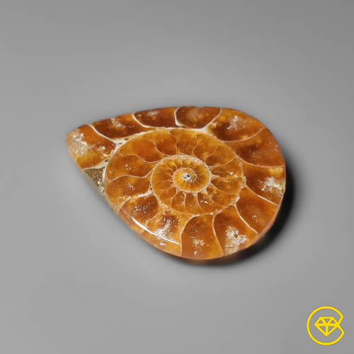 Ammonite