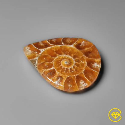 Ammonite