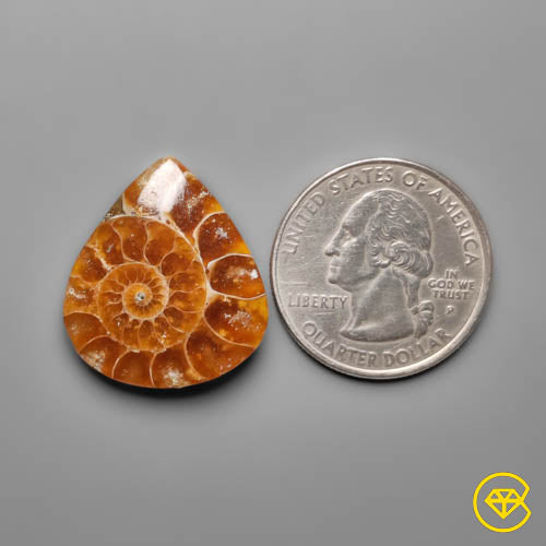 Ammonite