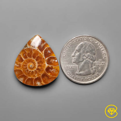 Ammonite