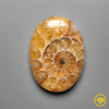 Ammonite