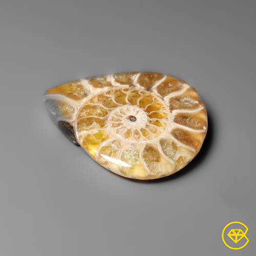 Ammonite