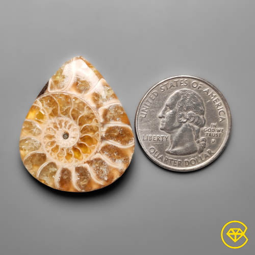 Ammonite