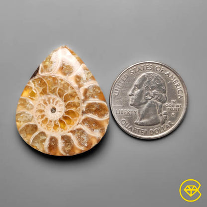 Ammonite