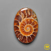 Ammonite