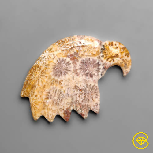Fossil Coral
