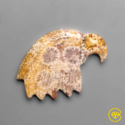 Fossil Coral