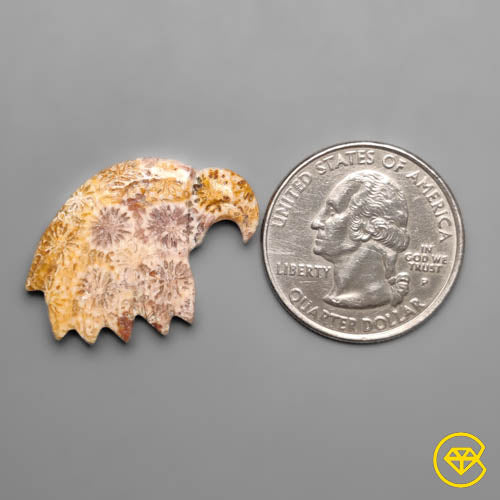 Fossil Coral