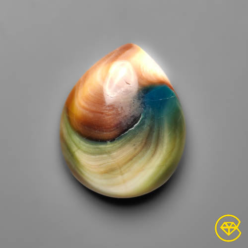 Shiva Eye Shell