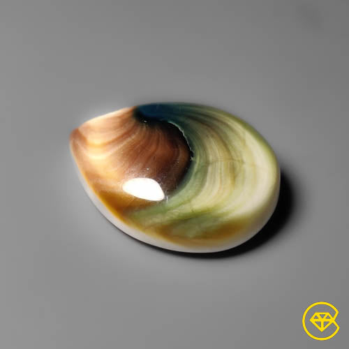 Shiva Eye Shell