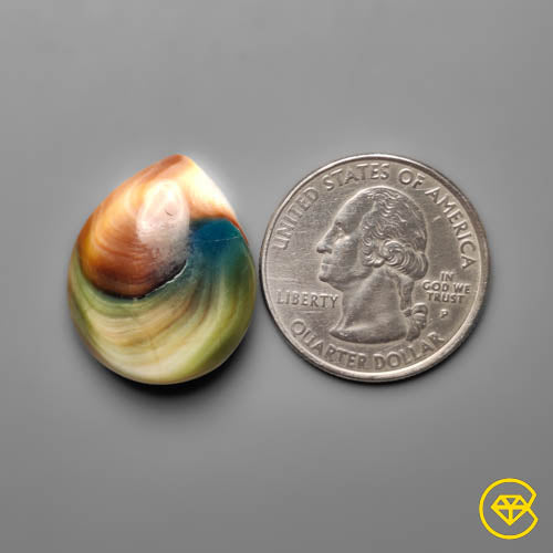 Shiva Eye Shell