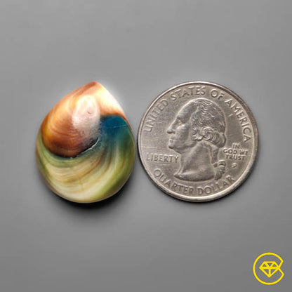 Shiva Eye Shell