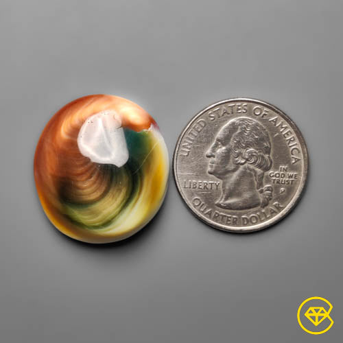 Shiva Eye Shell
