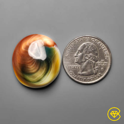 Shiva Eye Shell