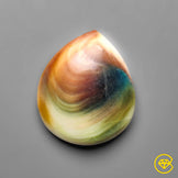 Shiva Eye Shell
