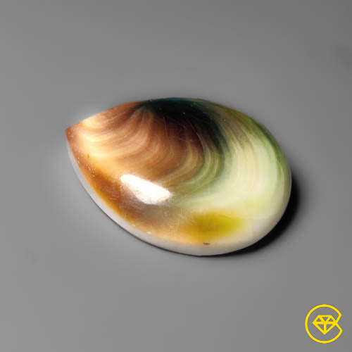 Shiva Eye Shell