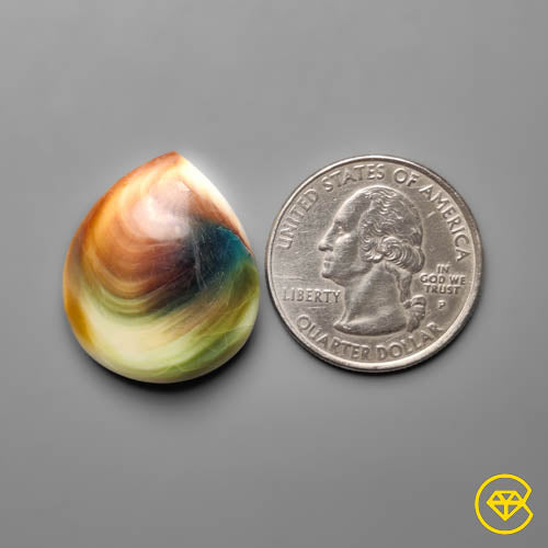 Shiva Eye Shell