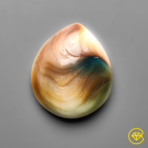 Shiva Eye Shell
