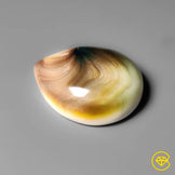 Shiva Eye Shell
