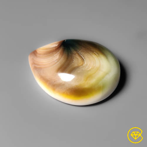 Shiva Eye Shell