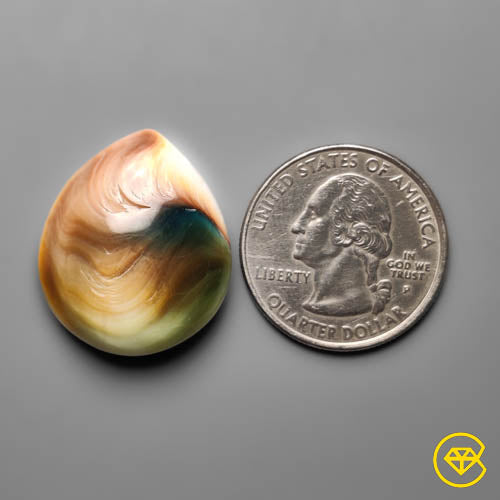 Shiva Eye Shell